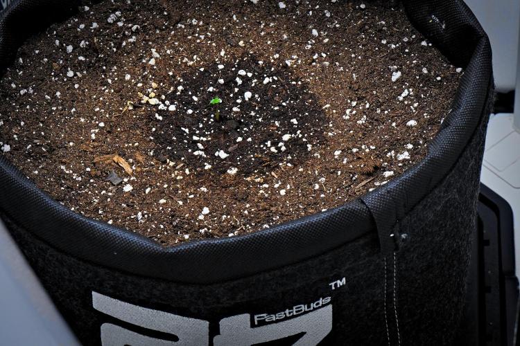 Mendo Cherry Cookies Auto | Fastbuds. Week 1 - Day 1