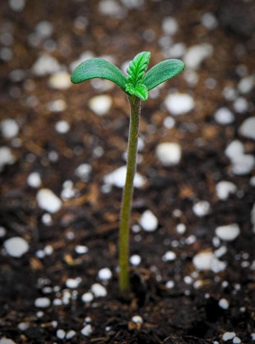 Mendo Cherry Cookies Auto | Fastbuds. Week 1 - Day 2
