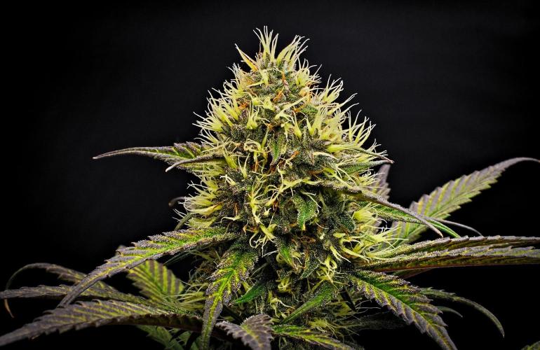 Guava Runtz Auto | Fastbuds. Week 8 - Day 56