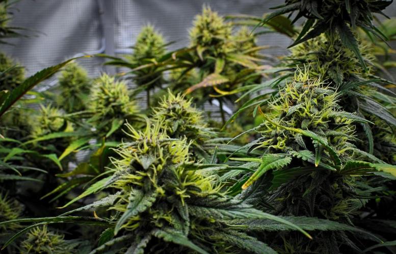 Guava Runtz Auto | Fastbuds. Week 9 - Day 57