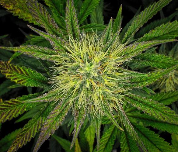 Guava Runtz Auto | Fastbuds. Week 9 - Day 57
