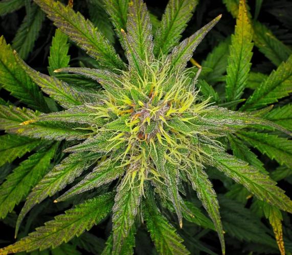 Guava Runtz Auto | Fastbuds. Week 9 - Day 57