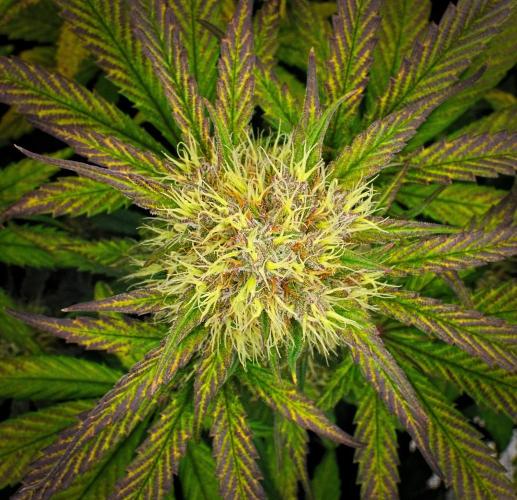Guava Runtz Auto | Fastbuds. Week 9 - Day 57