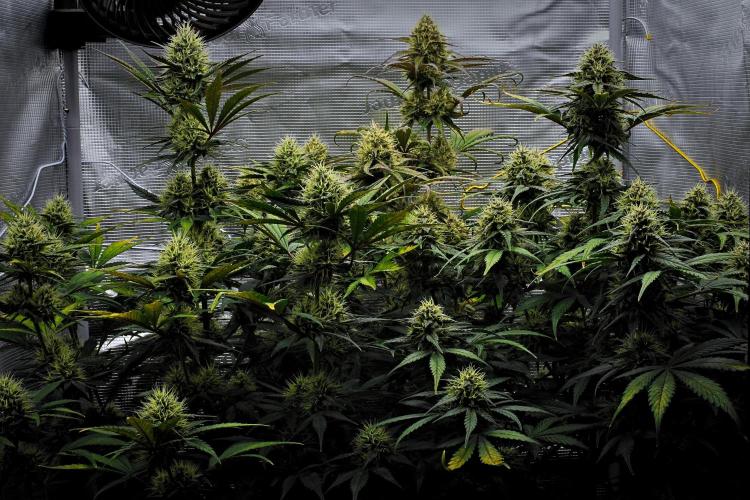 Guava Runtz Auto | Fastbuds. Week 9 - Day 57