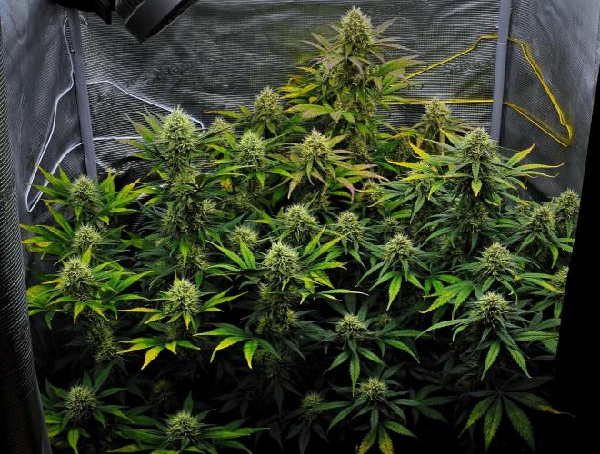 Guava Runtz Auto | Fastbuds. Week 9 - Day 57