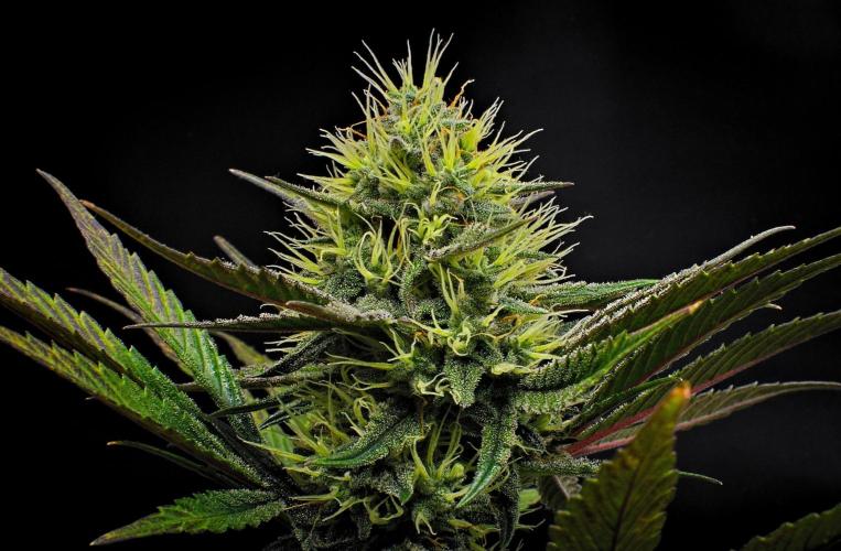Guava Runtz Auto | Fastbuds. Week 9 - Day 57
