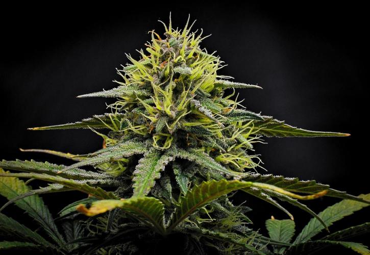 Guava Runtz Auto | Fastbuds. Week 9 - Day 57