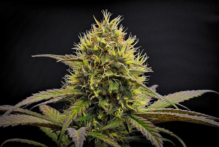 Guava Runtz Auto | Fastbuds. Week 9 - Day 57