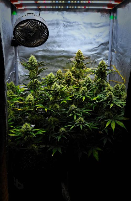 Guava Runtz Auto | Fastbuds. Week 9 - Day 58