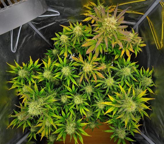 Guava Runtz Auto | Fastbuds. Week 9 - Day 58