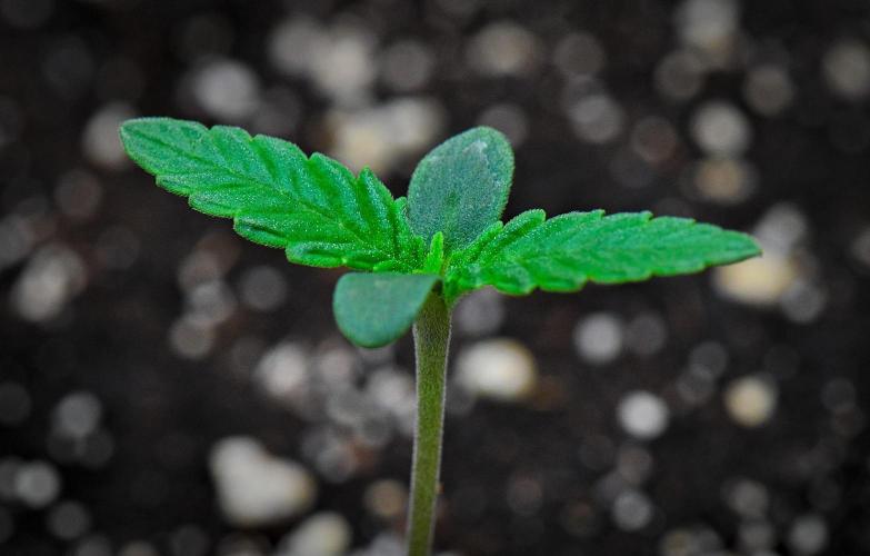 Mendo Cherry Cookies Auto | Fastbuds. Week 1 - Day 4