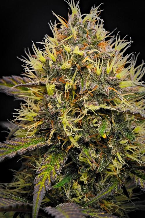 Guava Runtz Auto | Fastbuds. Week 9 - Day 58