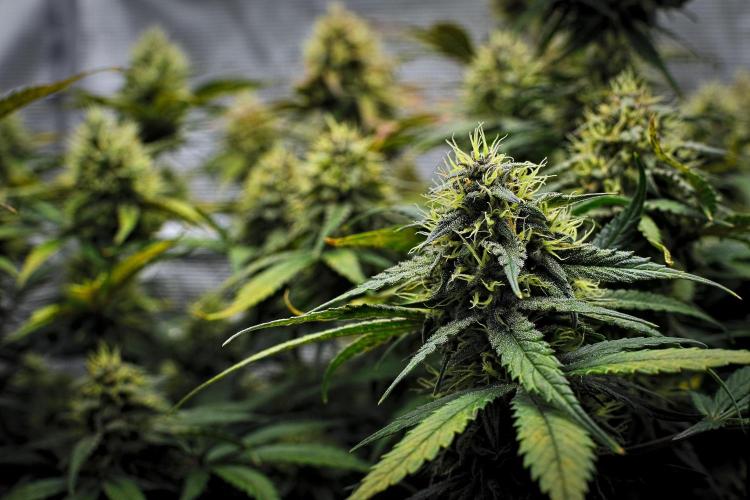 Guava Runtz Auto | Fastbuds. Week 9 - Day 59