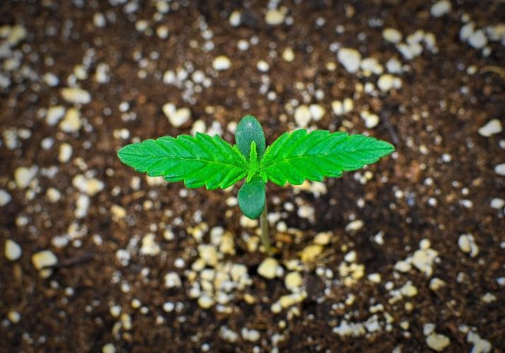 Mendo Cherry Cookies Auto | Fastbuds. Week 1 - Day 5