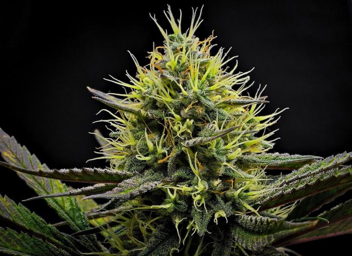 Guava Runtz Auto | Fastbuds. Week 9 - Day 59