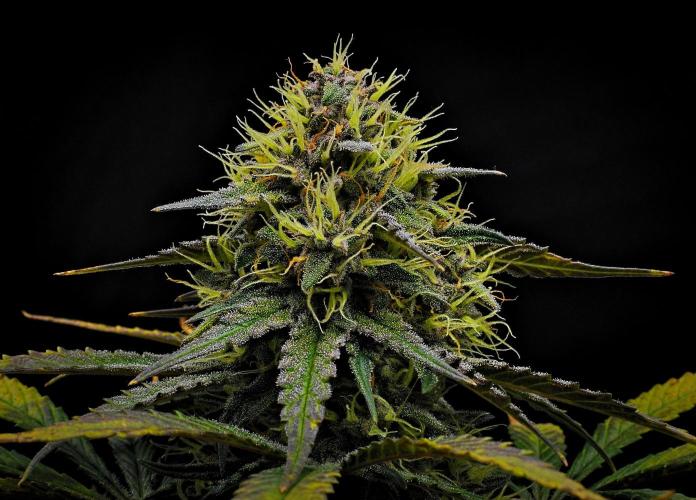 Guava Runtz Auto | Fastbuds. Week 9 - Day 59