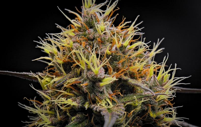 Guava Runtz Auto | Fastbuds. Week 9 - Day 60