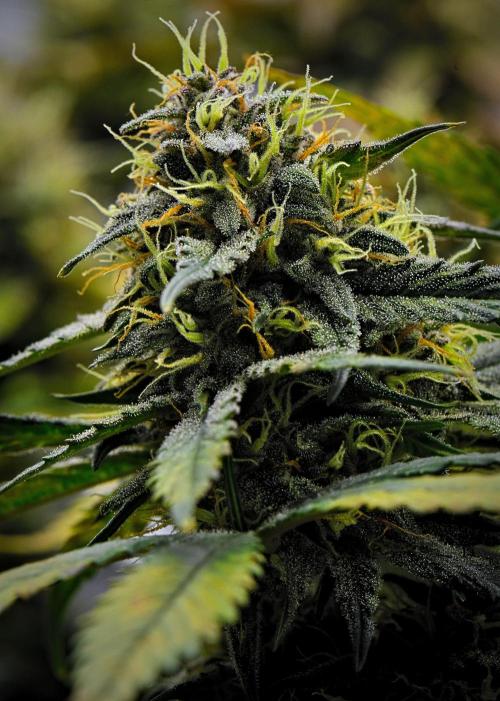 Guava Runtz Auto | Fastbuds. Week 9 - Day 61