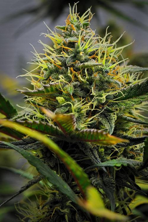 Guava Runtz Auto. Week 9
