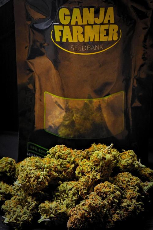 Jealousy Marker Auto | Ganja Farmer. Week 11