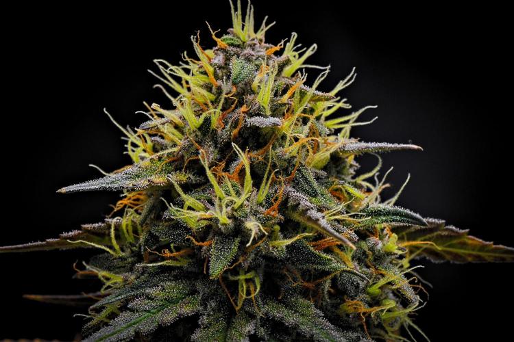 Guava Runtz Auto | Fastbuds. Week 9 - Day 62