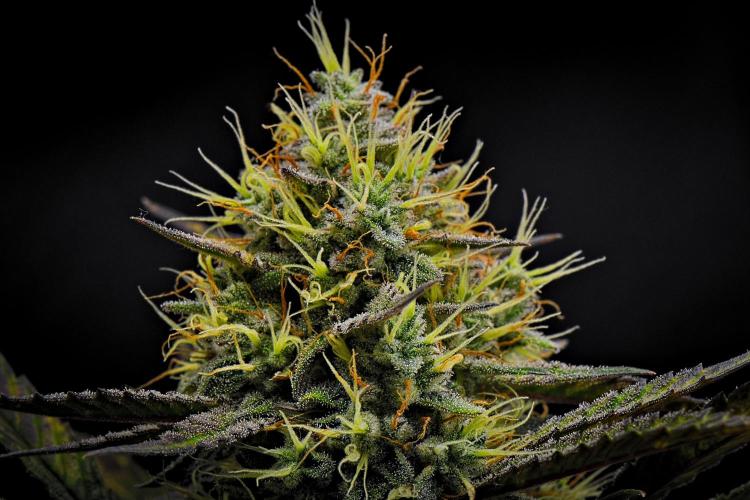 Guava Runtz Auto. Week 9
