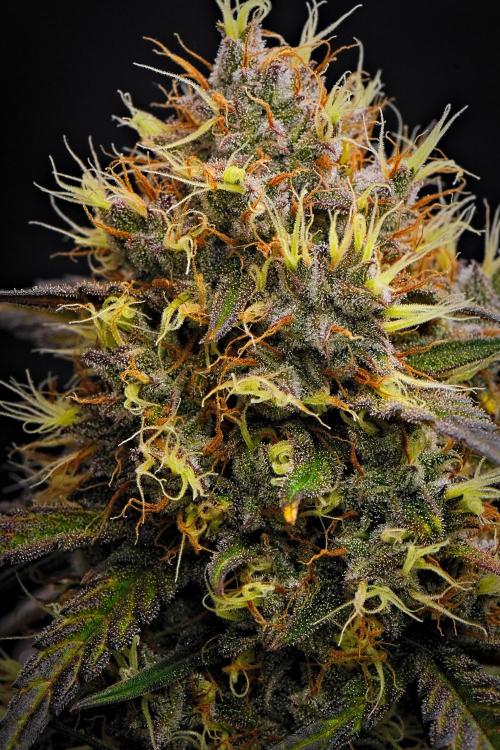 Guava Runtz Auto | Fastbuds. Week 9 - Day 62