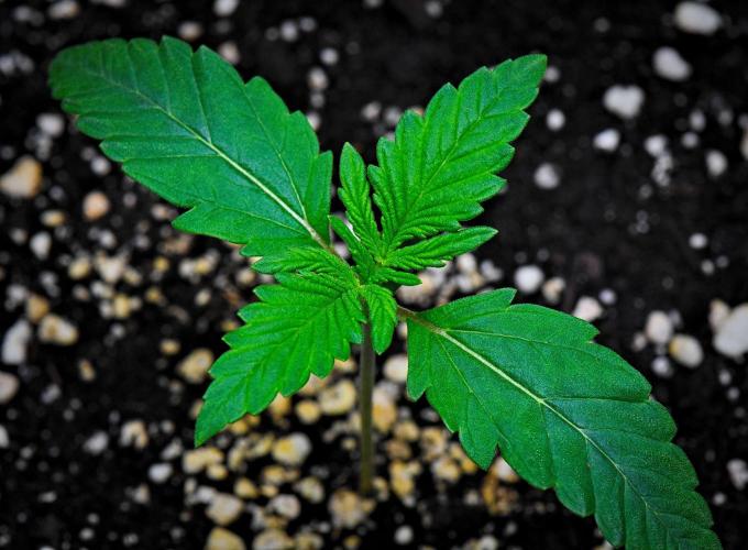 Mendo Cherry Cookies Auto | Fastbuds. Week 2 - Day 8