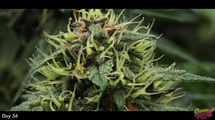 Guava Runtz Auto | Fastbuds