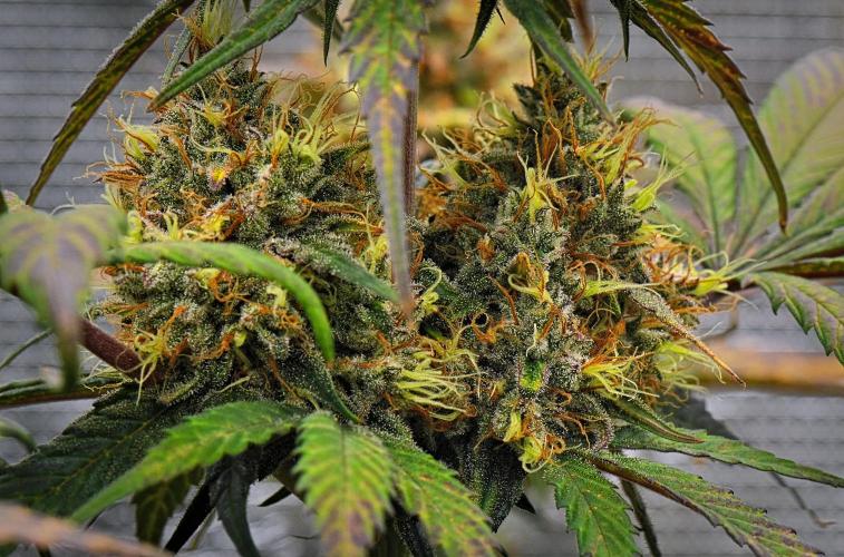 Guava Runtz Auto | Fastbuds. Week 10 - Day 64