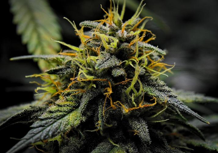 Guava Runtz Auto | Fastbuds. Week 10 - Day 64