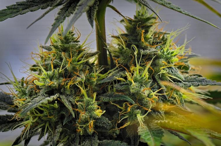 Guava Runtz Auto | Fastbuds. Week 10 - Day 64
