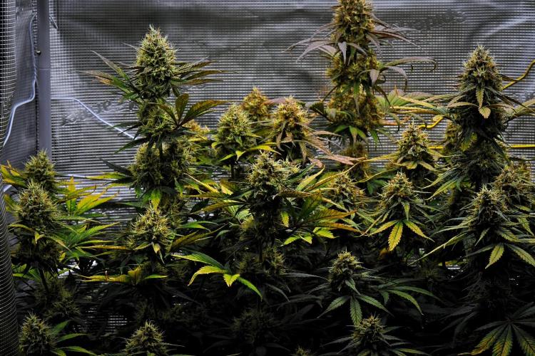 Guava Runtz Auto | Fastbuds. Week 10 - Day 64