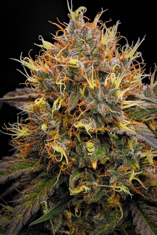 Guava Runtz Auto | Fastbuds. Week 10 - Day 64