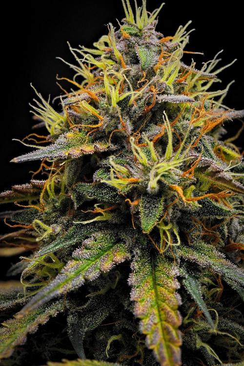 Guava Runtz Auto | Fastbuds. Week 10 - Day 64