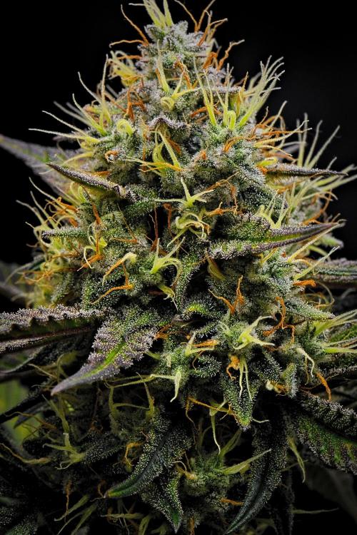 Guava Runtz Auto. Week 10