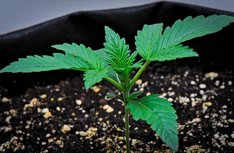 Mendo Cherry Cookies Auto | Fastbuds. Week 2 - Day 10