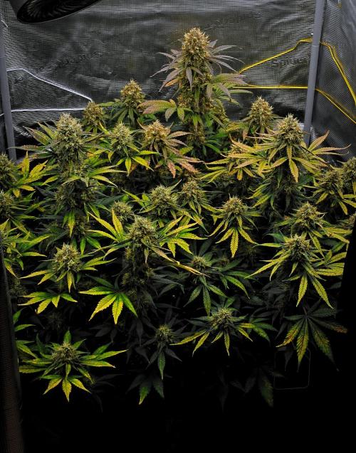 Guava Runtz Auto | Fastbuds. Week 10 - Day 66