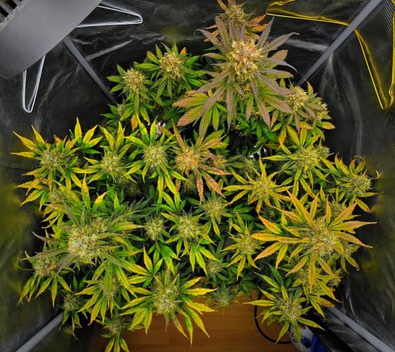 Guava Runtz Auto | Fastbuds. Week 10 - Day 66