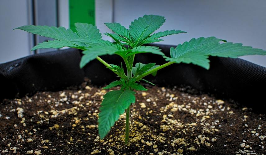 Mendo Cherry Cookies Auto | Fastbuds. Week 2 - Day 12