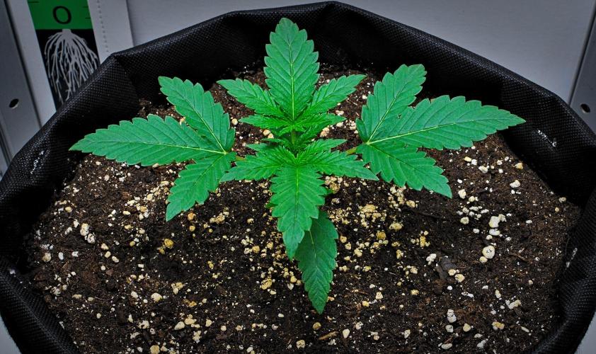 Mendo Cherry Cookies Auto. Week 2