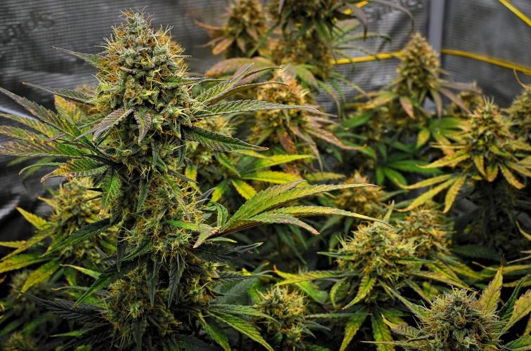 Guava Runtz Auto | Fastbuds. Week 10 - Day 67