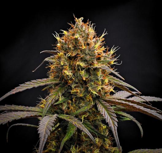 Guava Runtz Auto | Fastbuds. Week 10 - Day 67