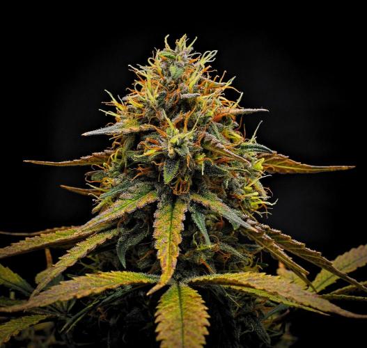 Guava Runtz Auto | Fastbuds. Week 10 - Day 67