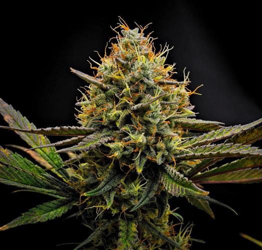Guava Runtz Auto | Fastbuds. Week 10 - Day 67