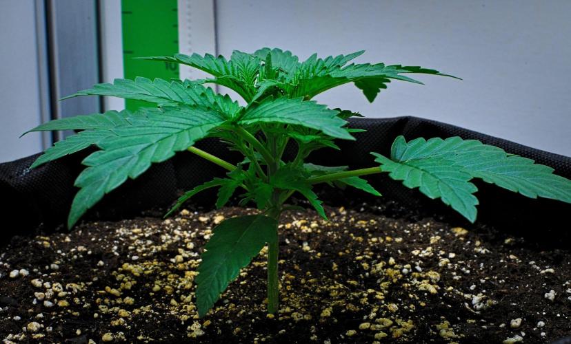 Mendo Cherry Cookies Auto | Fastbuds. Week 2 - Day 14
