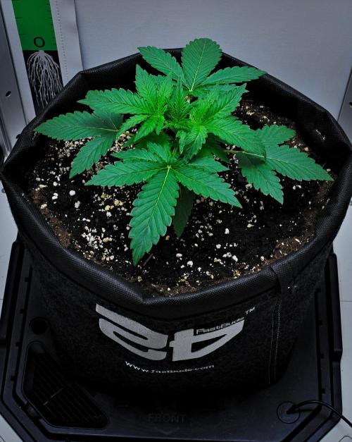 Mendo Cherry Cookies Auto | Fastbuds. Week 3 - Day 15