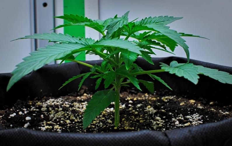 Mendo Cherry Cookies Auto | Fastbuds. Week 3 - Day 15