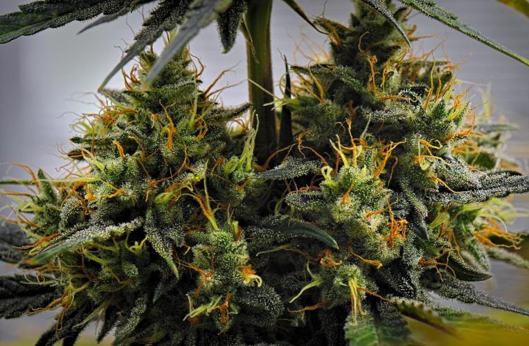 Guava Runtz Auto | Fastbuds. Week 11 - Day 70