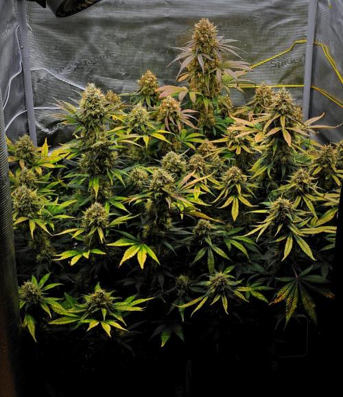 Guava Runtz Auto | Fastbuds. Week 11 - Day 70